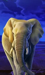 African Elephant